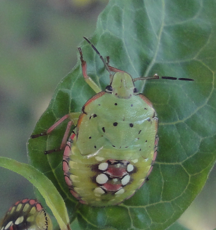 Nezaria viridula, ploşniţă verde cu puncte albe şi roşii