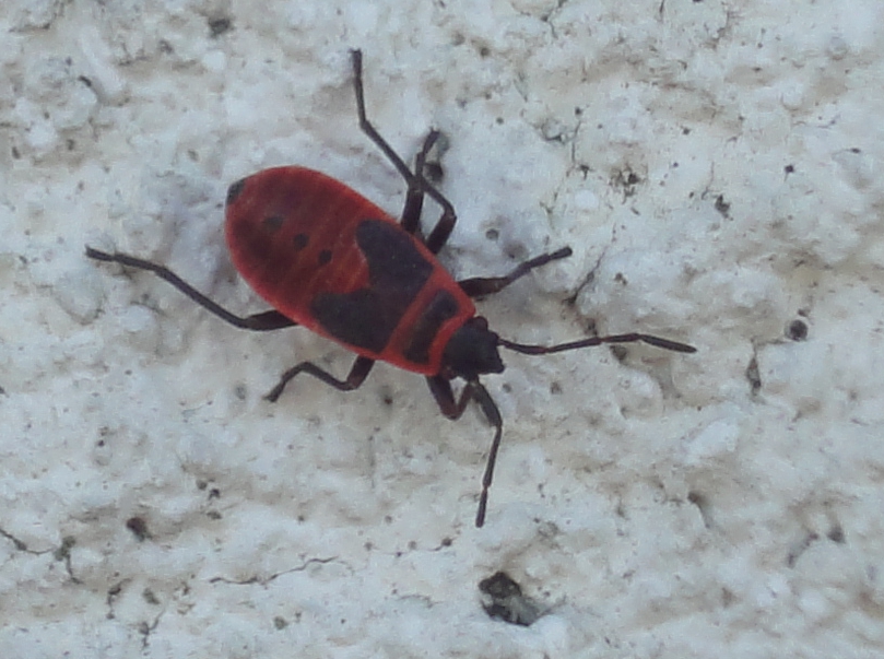 Firebug, Gândac roşu cu negru