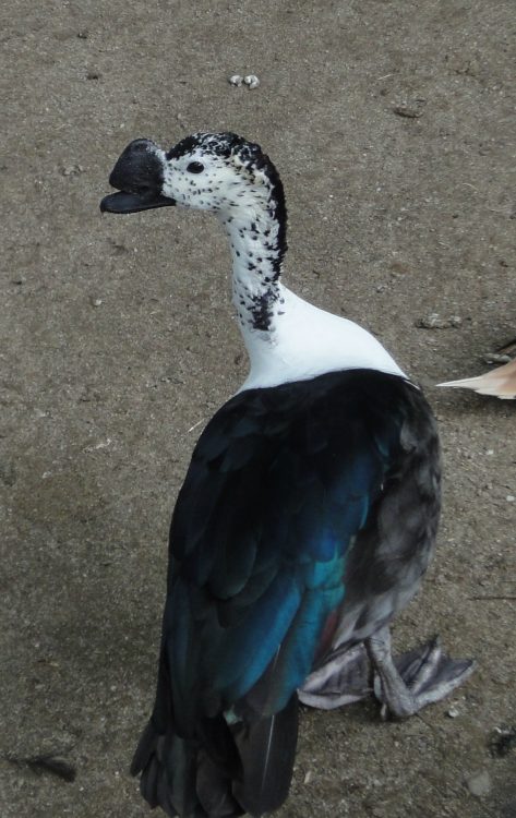 Sarkidiornis melanotos, Knob-Billed Duck
