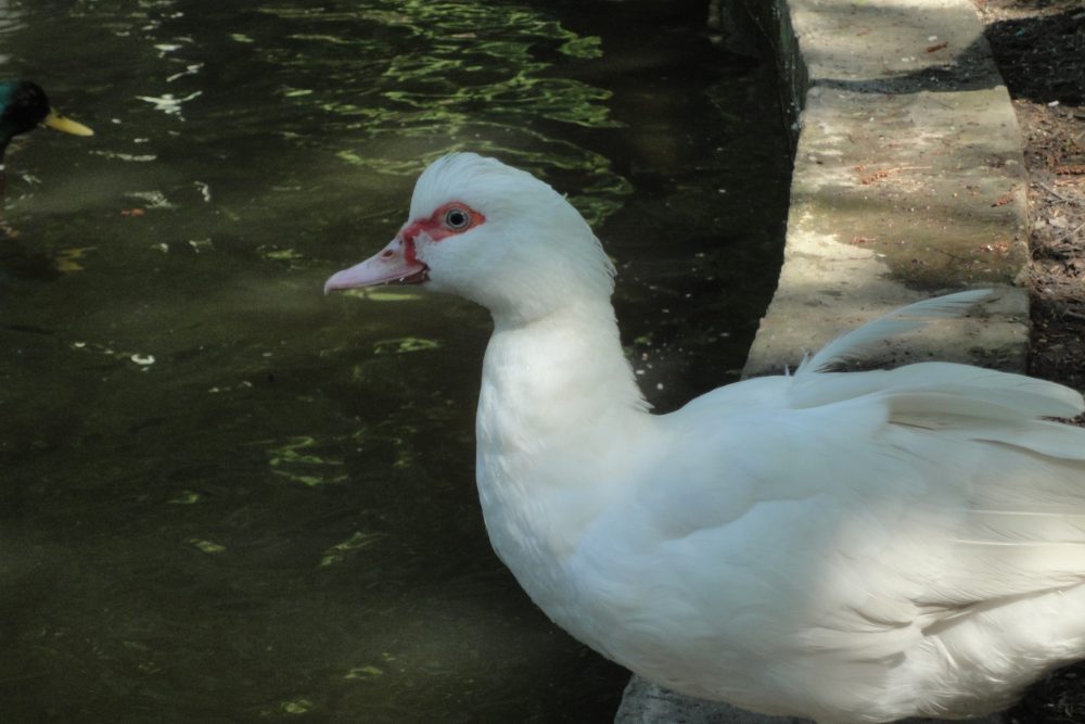 Cairina moschata, Muscovy Duck