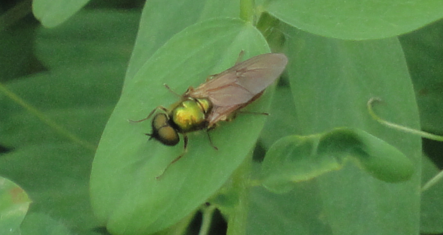green soldier fly