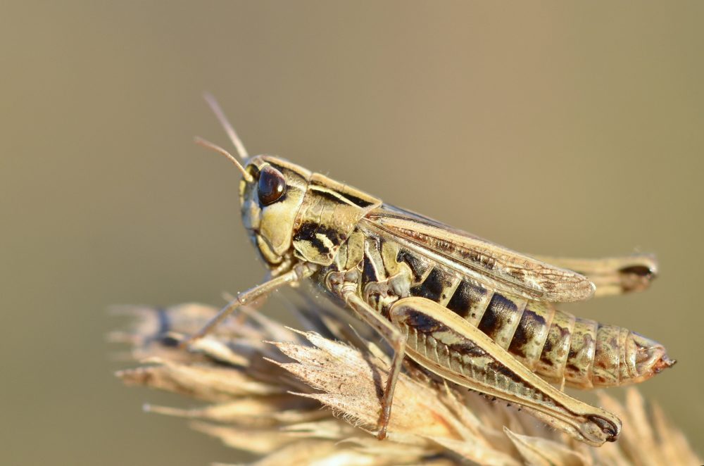 Lesser Toothed Grasshopper femelă