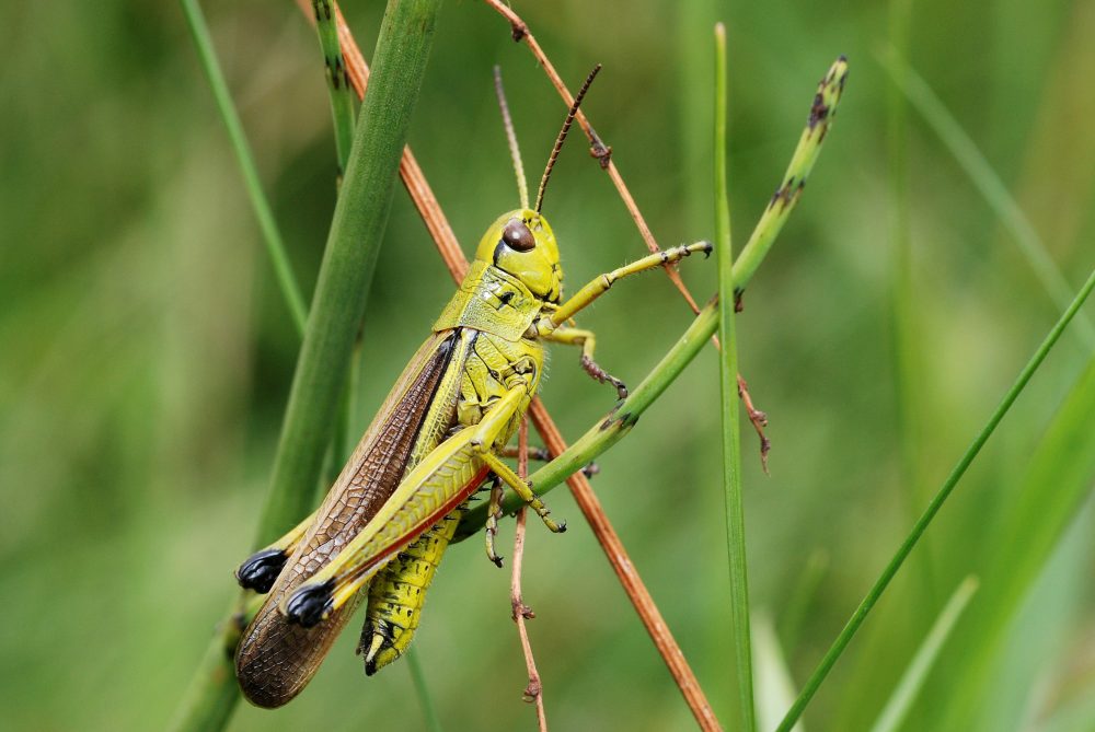 Large Marsh Grasshopper mascul