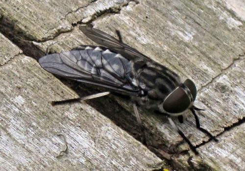 Large Marsh Horsefly femelă