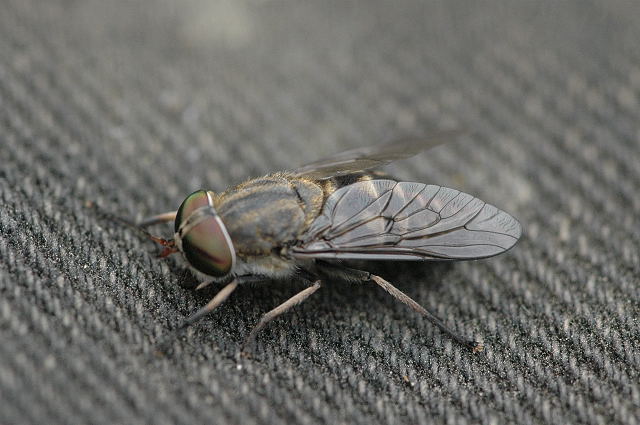 Pale Giant Horsefly femelă