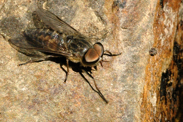 Pale Giant Horsefly mascul