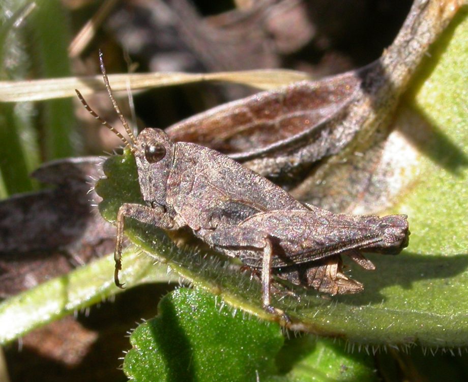 Common Groundhopper