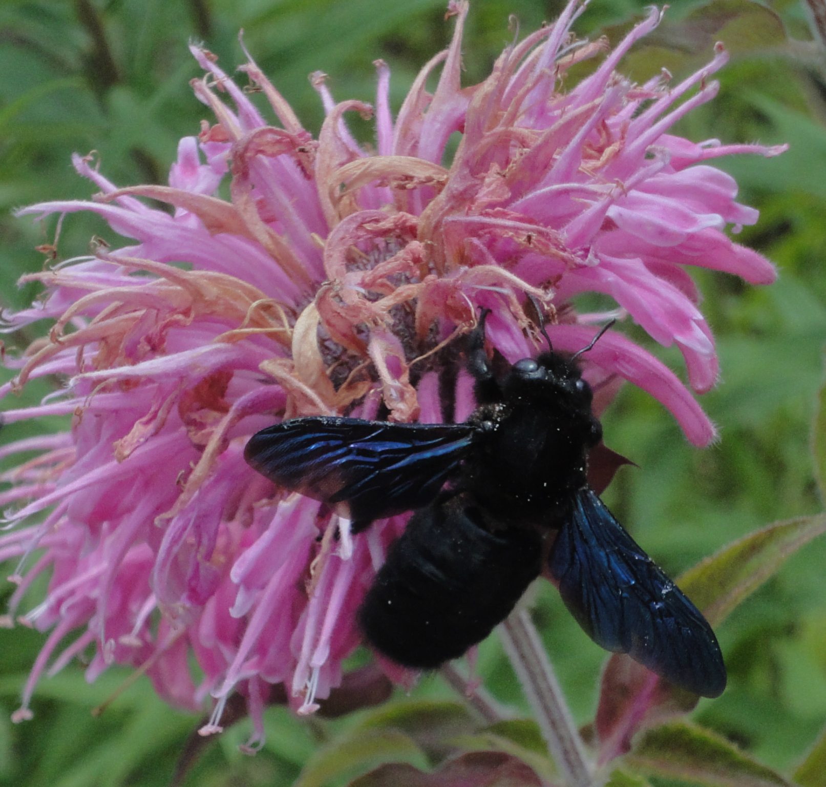Violet Carpenter Bee