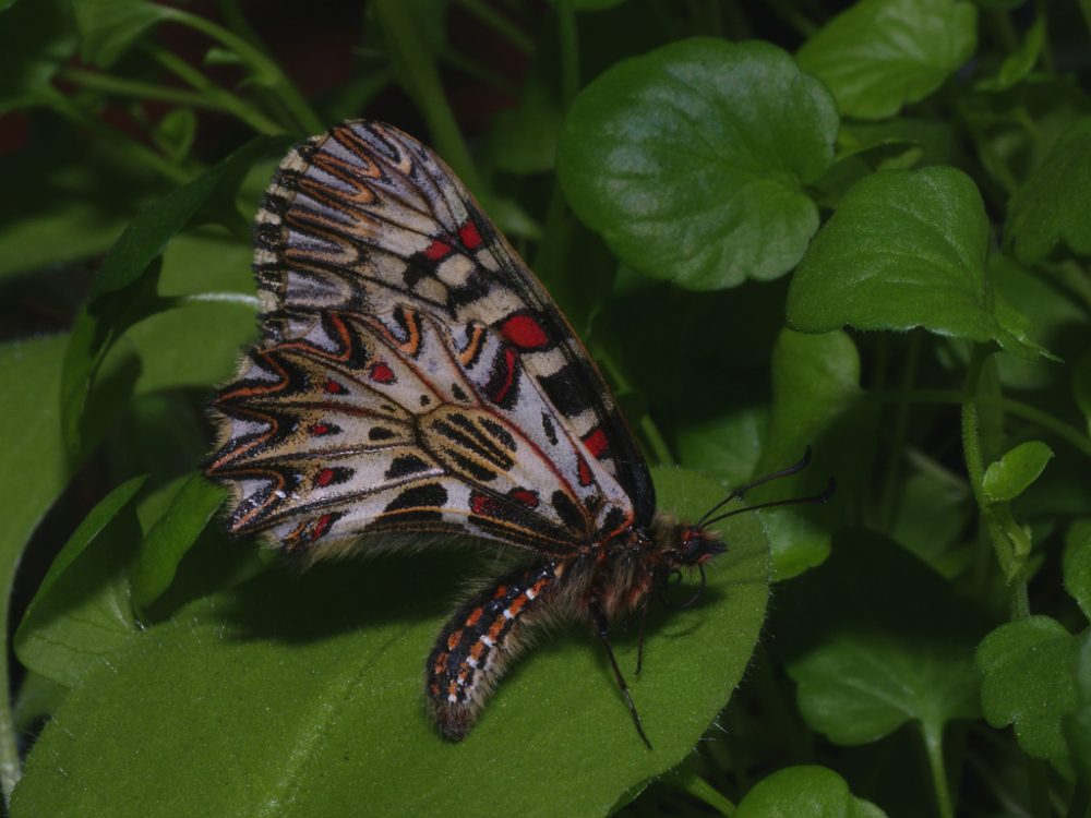 Southern festoon lateral