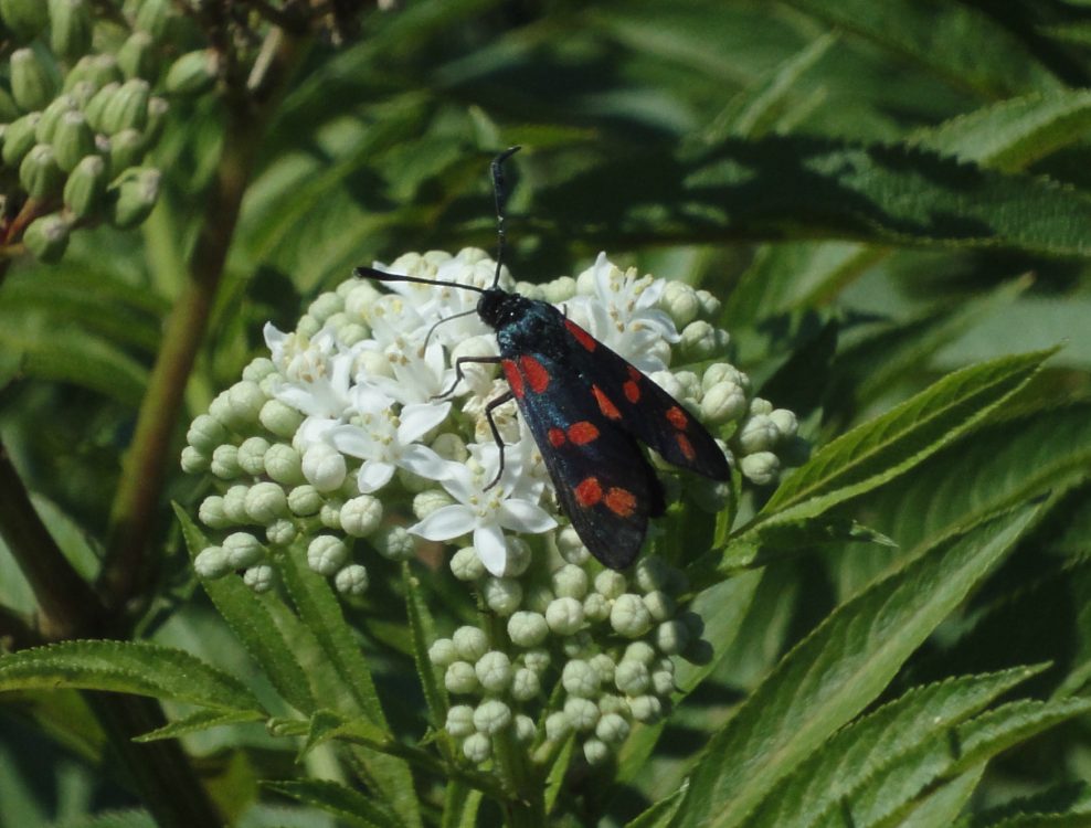Six-Spot Burnet, fluture cu pete roşii